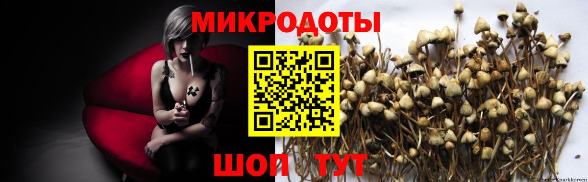 Галлюциногенные грибы Psilocybine cubensis  где найти   Нерюнгри  Вход с VPN 